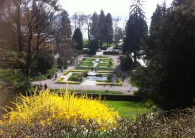 Forsyzien im Stadtgarten