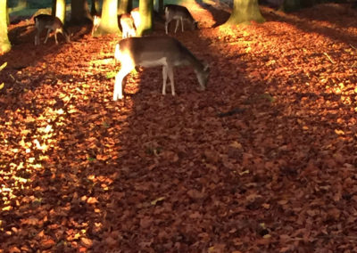 Rehgehege am Abend