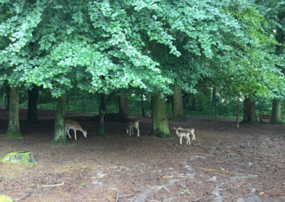 Rehgehege im oberen Stadtgarten 2