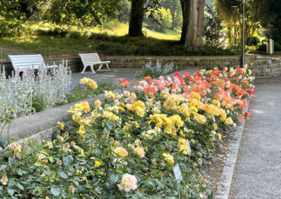Rosenbeet im Stadtgarten