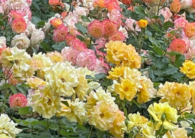 Rosengarten im Stadtgarten