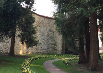 Stadtgarten Mammutbäume