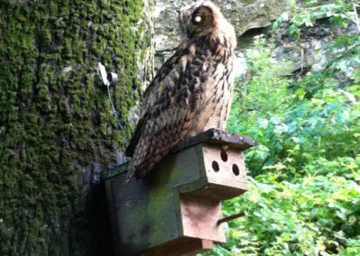 Uhu im Stadtgarten